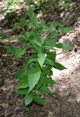 Vincetoxicum ucrainicum