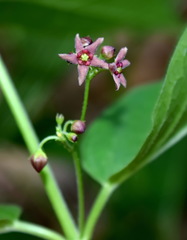 Vincetoxicum ucrainicum