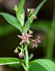 Vincetoxicum ucrainicum