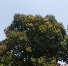 Peltophorum pterocarpum
