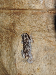 Uperodon variegatus