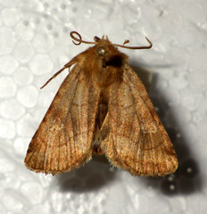 Eriopygodes imbecilla