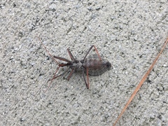 Arilus cristatus