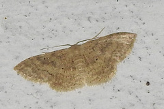Scopula