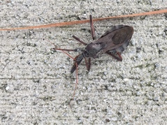 Arilus cristatus