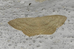 Scopula
