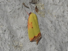 Lepidoptera