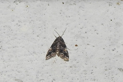 Crambidae
