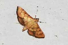 Orphanostigma abruptalis