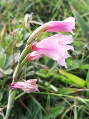 Gladiolus ochroleucus