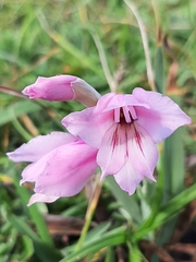Gladiolus ochroleucus