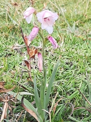 Gladiolus ochroleucus