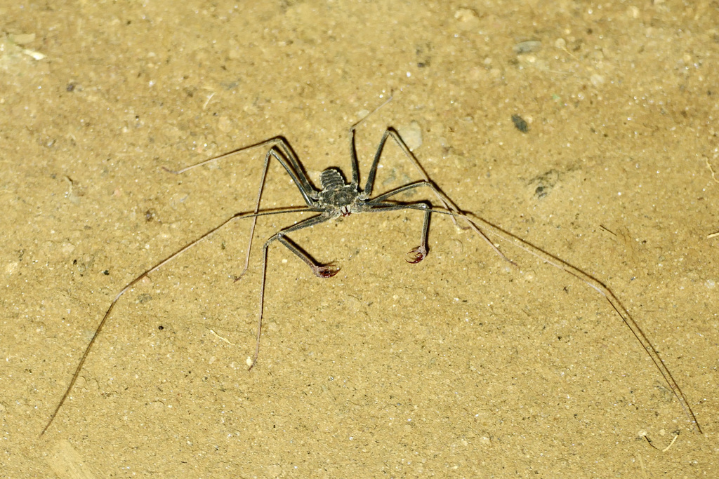 Euphrynichus amanica