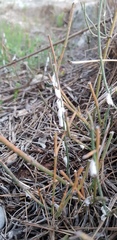 Stotzia ephedrae