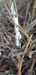 Stotzia ephedrae