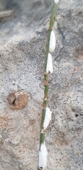 Stotzia ephedrae