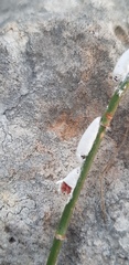 Stotzia ephedrae