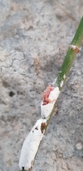 Stotzia ephedrae