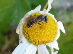Lasioglossum mediterraneum