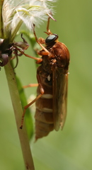 Coenomyia