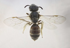 Lasioglossum mediterraneum