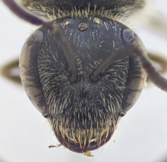 Lasioglossum mediterraneum