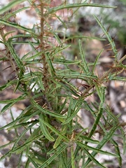 Solanum ferocissimum