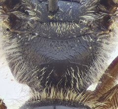 Lasioglossum mediterraneum