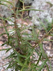 Solanum ferocissimum