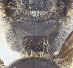 Lasioglossum mediterraneum