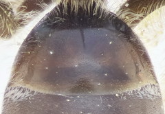 Lasioglossum mediterraneum