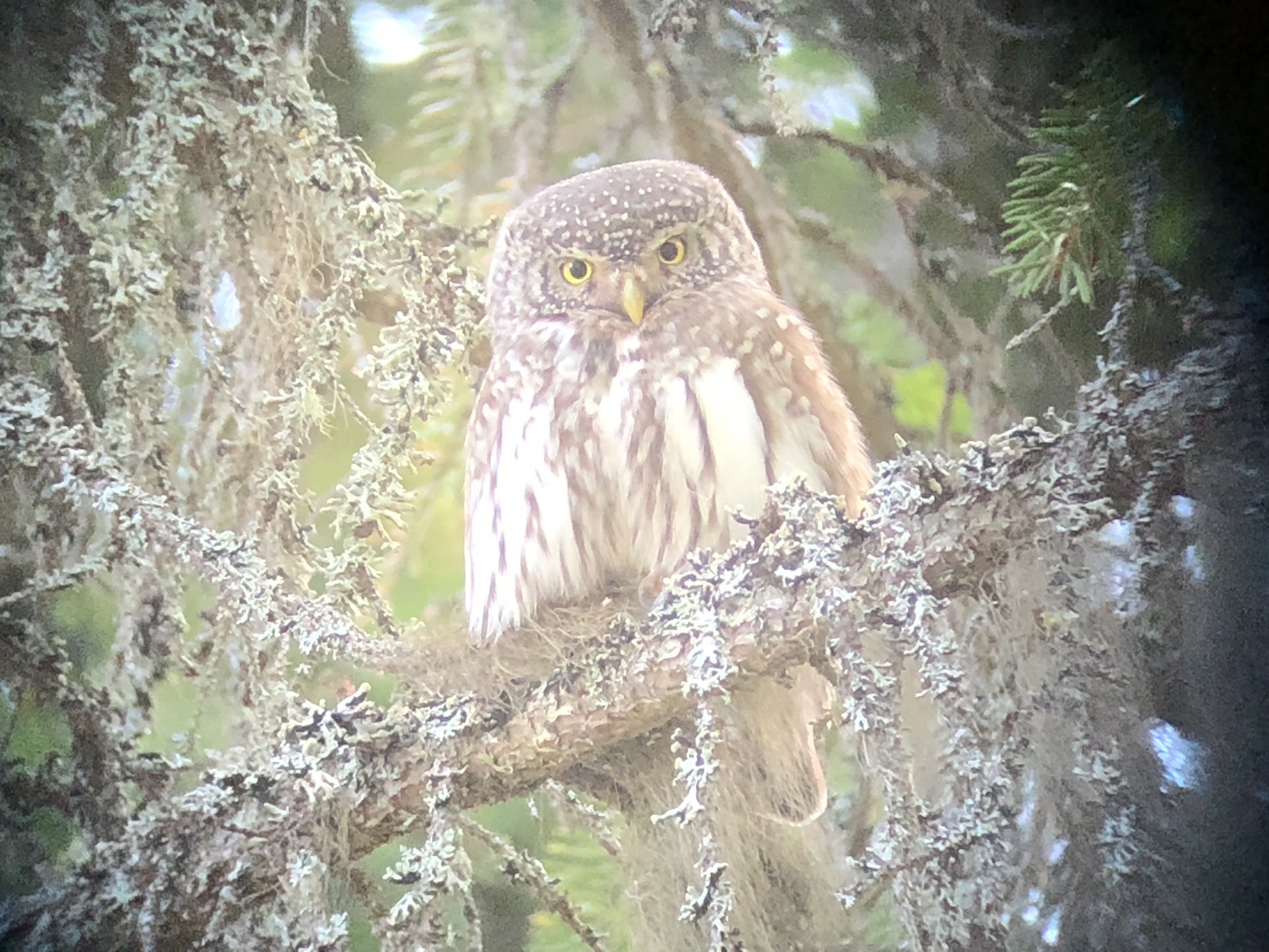 Eurasian Pygmy Owl