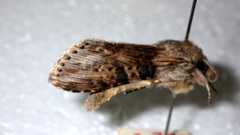 Cucullia absinthii