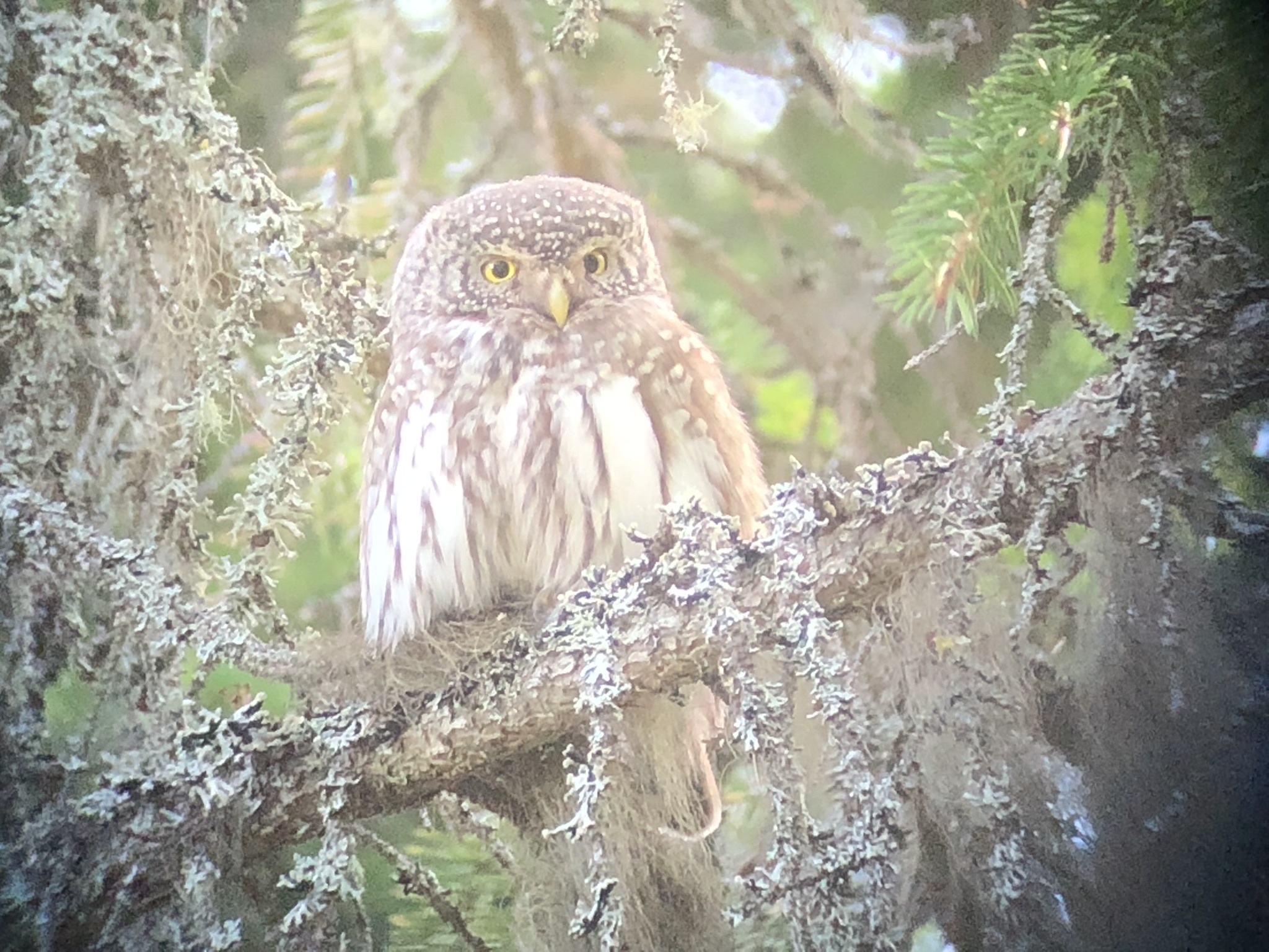 Eurasian Pygmy Owl