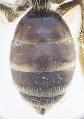 Lasioglossum mediterraneum