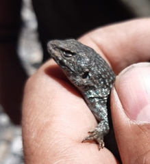 Liolaemus nigroviridis