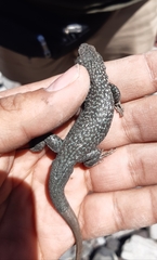 Liolaemus nigroviridis