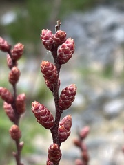 Myrica
