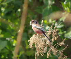 Carpodacus sibiricus