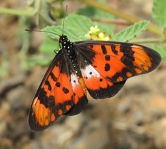 Acraea acara