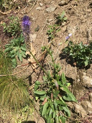 Phyteuma betonicifolium