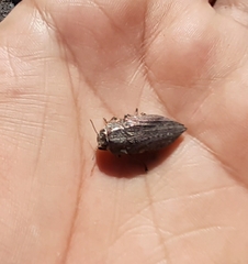 Ectinogonia buquetii