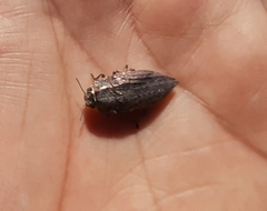 Ectinogonia buquetii