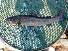 Salmo marmoratus