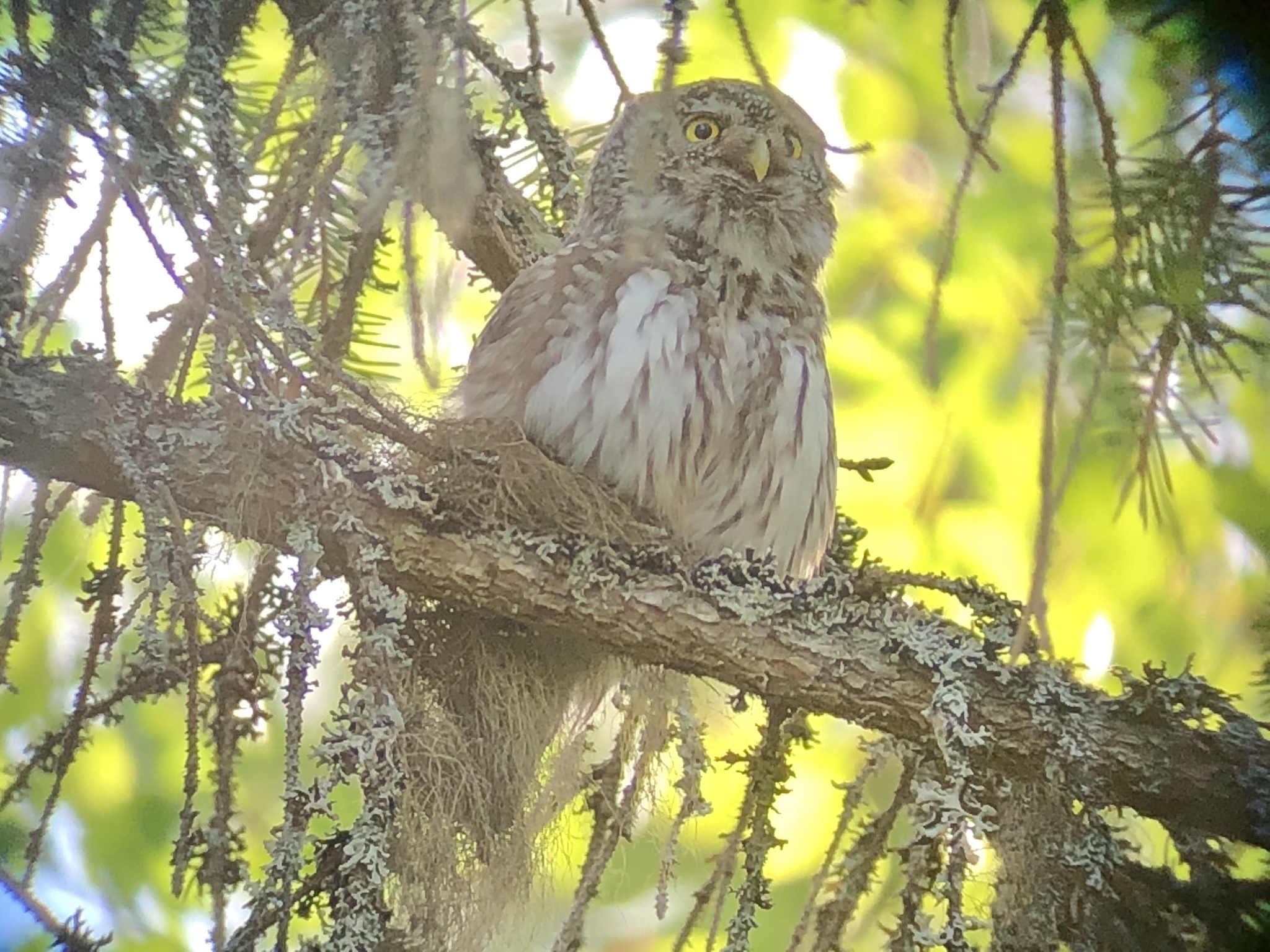 Eurasian Pygmy Owl