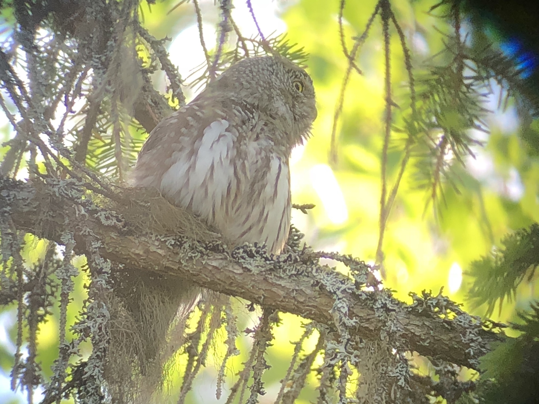 Eurasian Pygmy Owl
