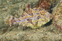 Pseudomonacanthus macrurus