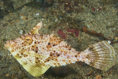 Pseudomonacanthus macrurus