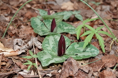 Trillium decumbens