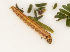 Macrobathra ceraunobola